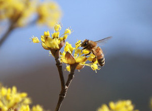 Day 16z - Bees